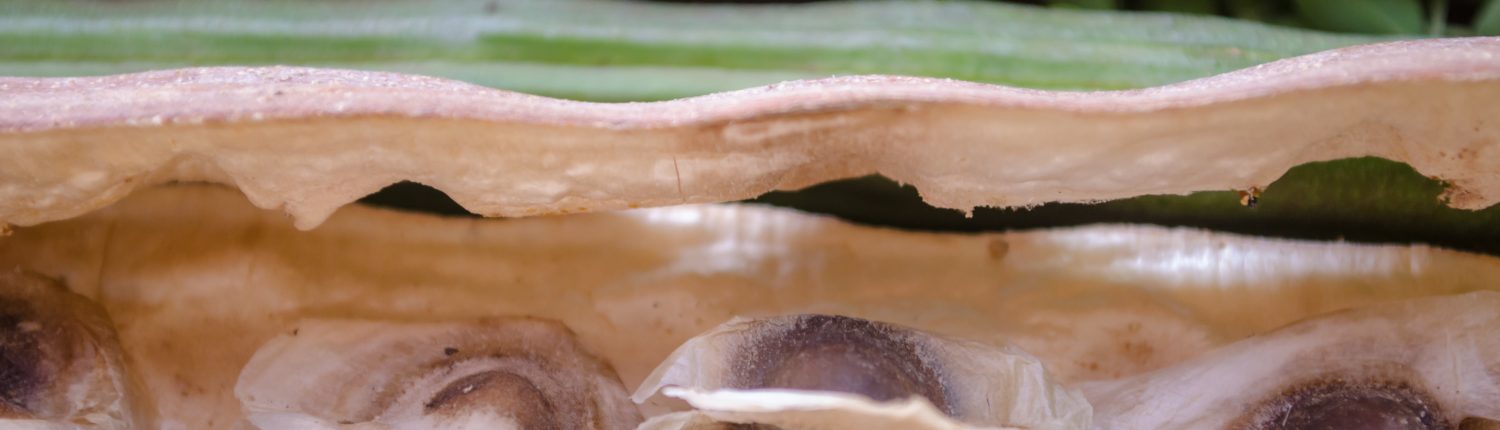 Qu’est-ce que “l’extrait de Moringa” utilisé dans notre masque de soin Détox?