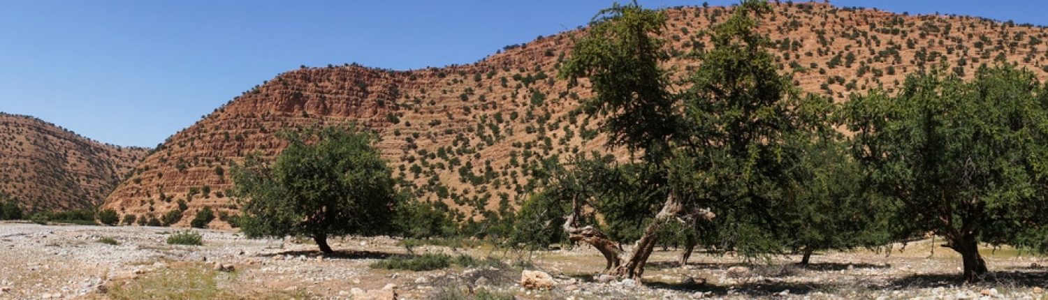 L’argan : un trésor végétal pour notre peau