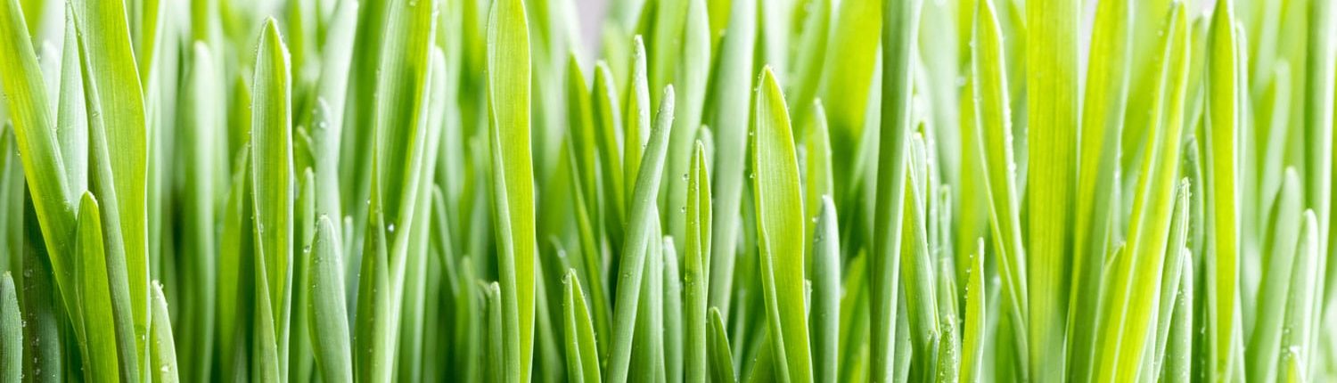 Qu’est-ce que l’hydrolat de jeunes pousses d’orge certifié BIO?